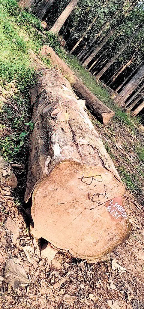 Teak logs that were auctioned off at Aruvakode central depot in Nilambur