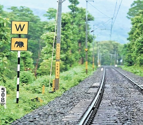 127 ‘sensitive’ areas prone to wildlife fatalities in focus of rlys, forest dept