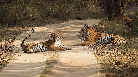The clustering of the wild cat deaths in Madhya Pradesh points to the work of poachers—of the 54 mortalities, 22 took place just outside reserves