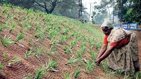 60 million households demanded and received work under the nationwide rural employment guarantee scheme last year