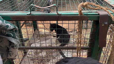 The black leopard cub was allegedly abandoned by its mother.