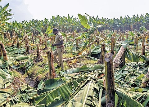 Following the verdict, relatives and associates of the convicts felled more than 500 banana trees at Navaladiyur in Srivaikundam taluk