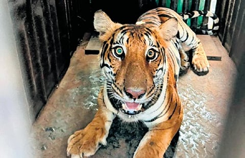 The tigress that had been frequenting villages near BTR was caught.