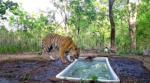 After nearly ten months of continuous presence, backed by camera traps, repeated sightings and consistent movement patterns, the NTCA concluded that the tiger was not a transient visitor but a resident.