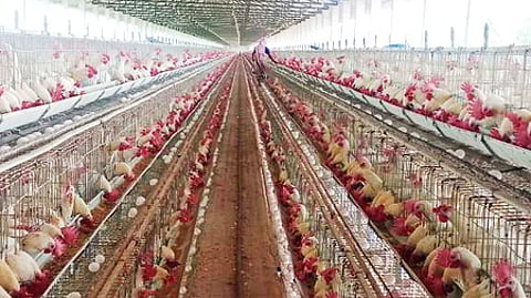 A poultry farm in Namakkal.