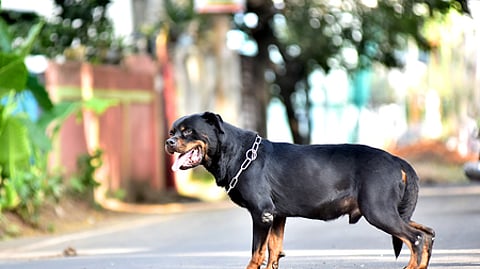 Image of a Rottweiler used for representational purposes.