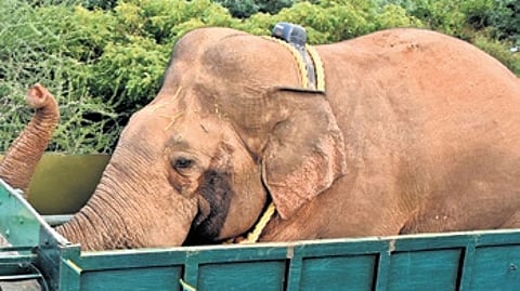The tusker captured from Kudremukh National Park in November was released without radio-collaring.