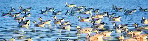 A gaggle of bar-headed geese at the Magadi Bird Sanctuary near Gadag