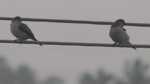 The species typically arrives in the region during the months of November and December.