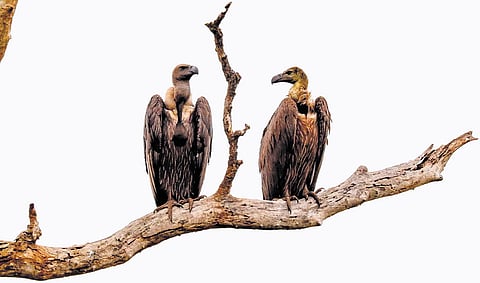 Synchronised vulture census is being conducted with participation of Karnataka and Kerala forest departments.