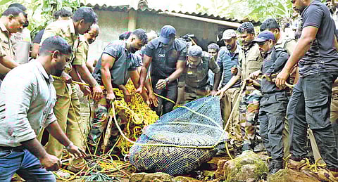 The tiger that fell into a well at Kollamparambu near Chittar, Pathanamthitta, being rescued under the leadership of the forest department