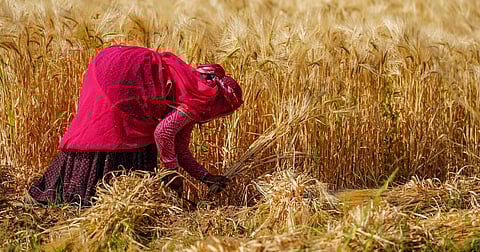 Women agricultural labourers often work longer hours in the open and perform physically demanding tasks such as transplanting, weeding and harvesting