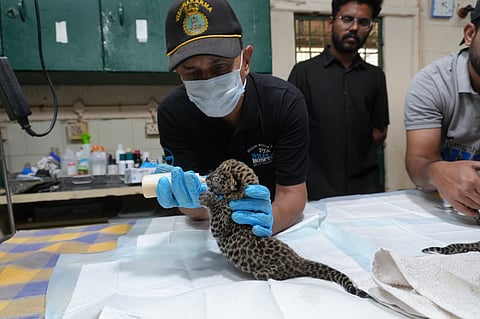 The cubs were stabilised and supported with an age-appropriate nutritional formula after missing several nursing cycles.