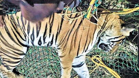 A male tiger captured in Chamarajanagar district on Tuesday night