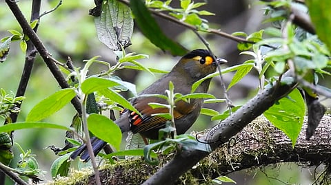 When the Bugun Sings