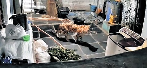A leopard entered the house of a priest in Srisailam on Friday