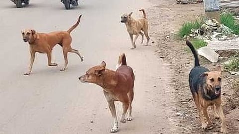 Stray dogs roaming on Thathampatty road in Salem