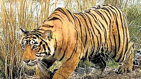 Lucknow diary: No respite from wild terror in Bahraich
