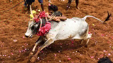 Bulls and tamers exhibit their skills at Tamil Nadu's first Jallikattu event this year at Thatchankurichi.