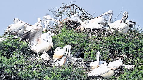 According to wildlife officials, the sanctuaries serve as both feeding and breeding grounds, with the birds typically beginning their return journey by March, often accompanied by their young ones.