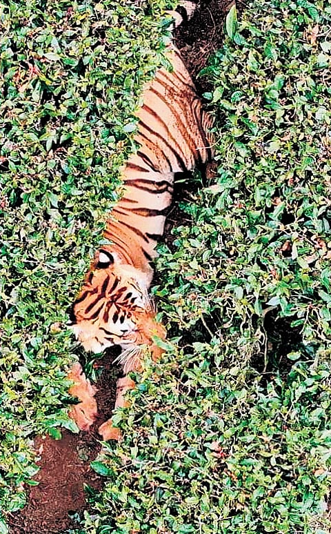 An aerial view of the injured tiger at Porthiyada