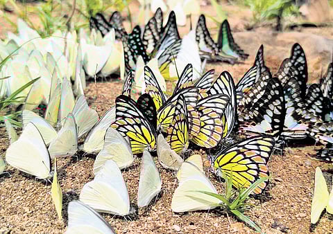 Butterflies mud-puddling at Aralam