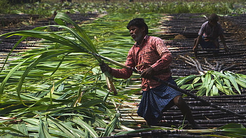 Farmers harvesting purple sugar cane for sale ahead of Pongal season sale in Madurai District
