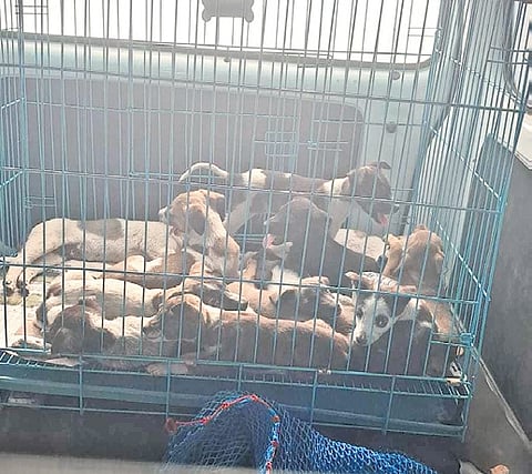 The rescued puppies being transported from the unsafe dump site