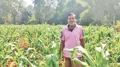 Maize crop in Sundargarh district