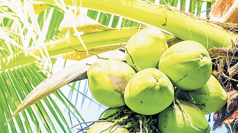 According to farmers in Kerala, though coconut prices have been declining for the past two months, the Sabarimala season helped avert a crash.