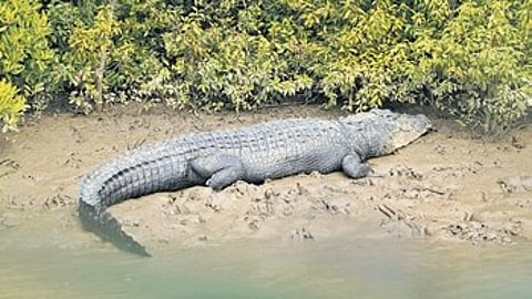The crocodile census is scheduled at Bhitarkanika from January 8 to 10.