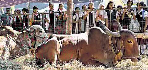 Students watching the livestock exhibition at the Southern Dairy and Food
Conclave at the Calicut Trade Centre on Thursday