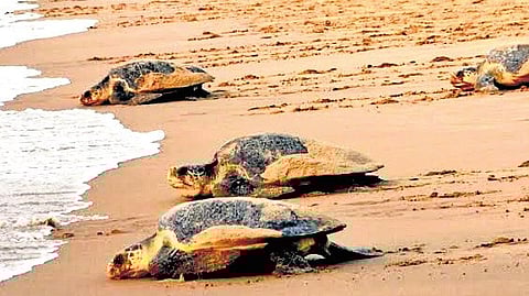 The research aims to identify critical near-shore breeding, foraging and congregation areas, map migratory routes, and generate data to regulate fisheries-related activities during the nesting period.