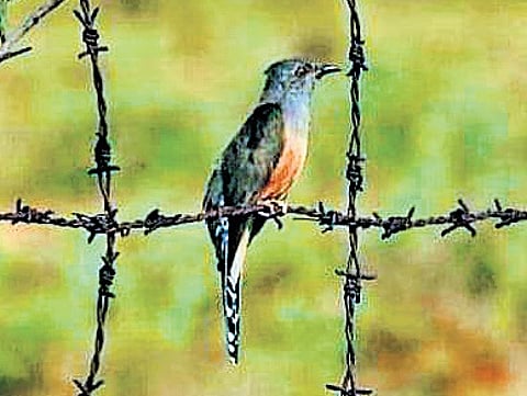 The bird was spotted at Rajapalayam in Virudhunagar district.