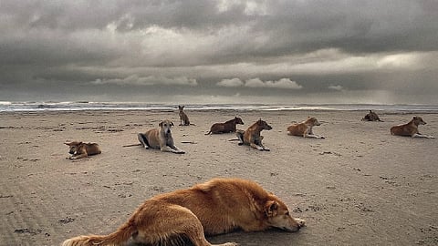 Every dog has its day