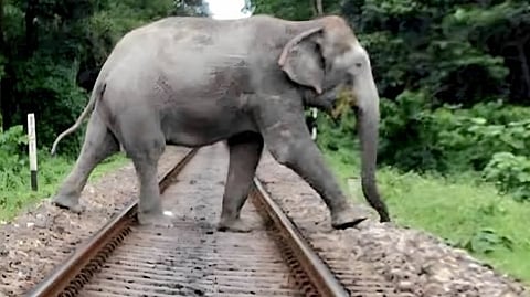 The primary threat remains the railway tracks intersecting elephant corridors, leading to fatal collisions.
