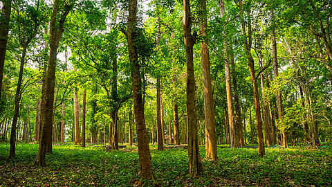 Connolly's Plot in Nilambur, Kerala, nestles one of Asia's oldest teak plantation.