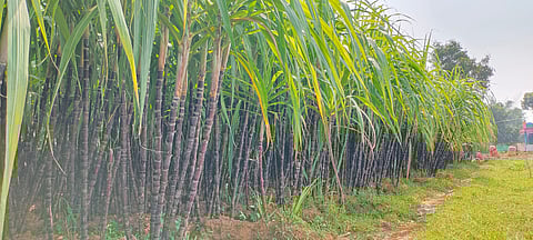 Officials stated that final recovery rates can be determined only after the season concludes, and that the current figures are provisional.