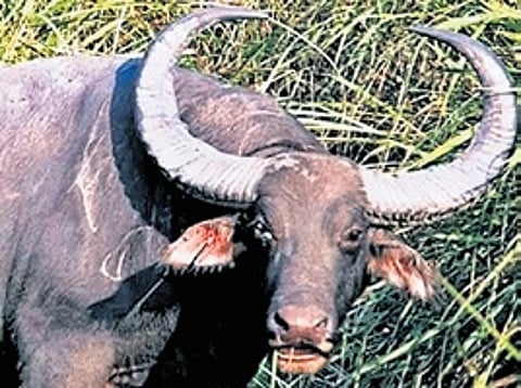 Assam gifts rhinos, cobras to MP, to receive tigers