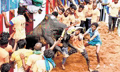 On average, between 1,000 and 2,000 bulls are registered for each event held in Madurai, Pudukkottai, Tiruchy, Sivaganga, and other districts.