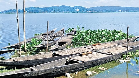 Red soil turns green again as Lakshman Teron leads forest revival in Assam