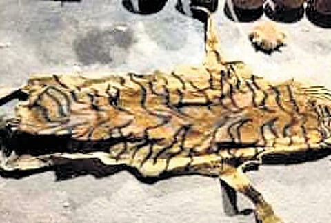 Suspected animal skin resembling a tiger skin.