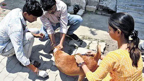 Goa became the first Indian state to eliminate human rabies through animal disease notification, mass dog vaccination, surveillance and public education.