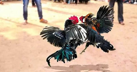 Cock fight arena near Bhimavaram in West Godavari.
