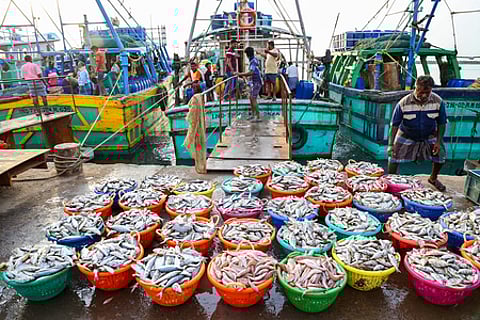 Seafood exports surge despite US tariffs due to strong resilience and adaptability: Govt