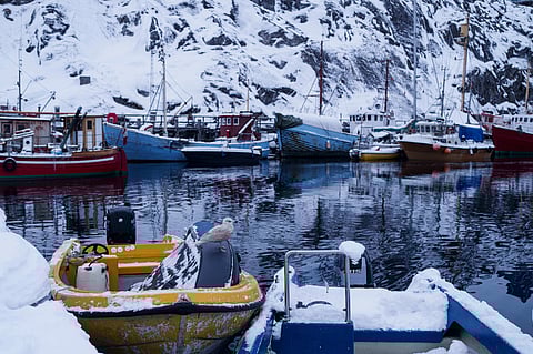 A bird stands on a boat at the harbour of Nuuk, Greenland, on Tuesday, Jan. 13, 2026.
