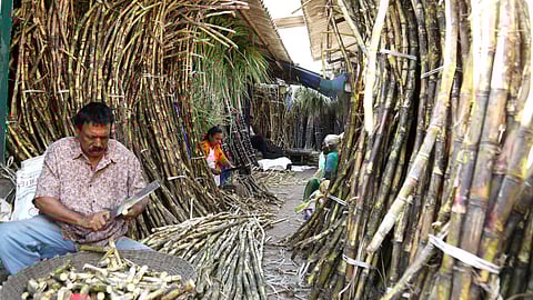 A vendor sells fresh sugarcane at a market ahead of Sankranti celebrations in Visakhapatnam on Tuesday