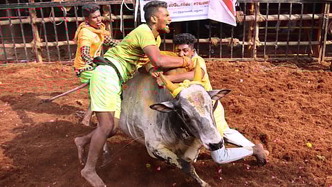 Image of Jallikattu used for representative purpose.