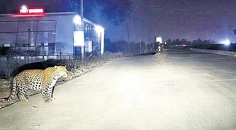 Leopard sighted near Sattur Flyover in Dharwad on Friday night.