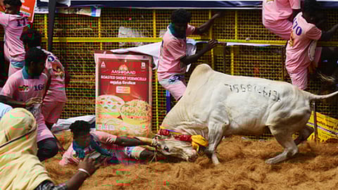 jallikattu